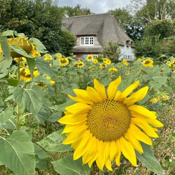 Meet your Posher, YBSN - Picture 1 of 3